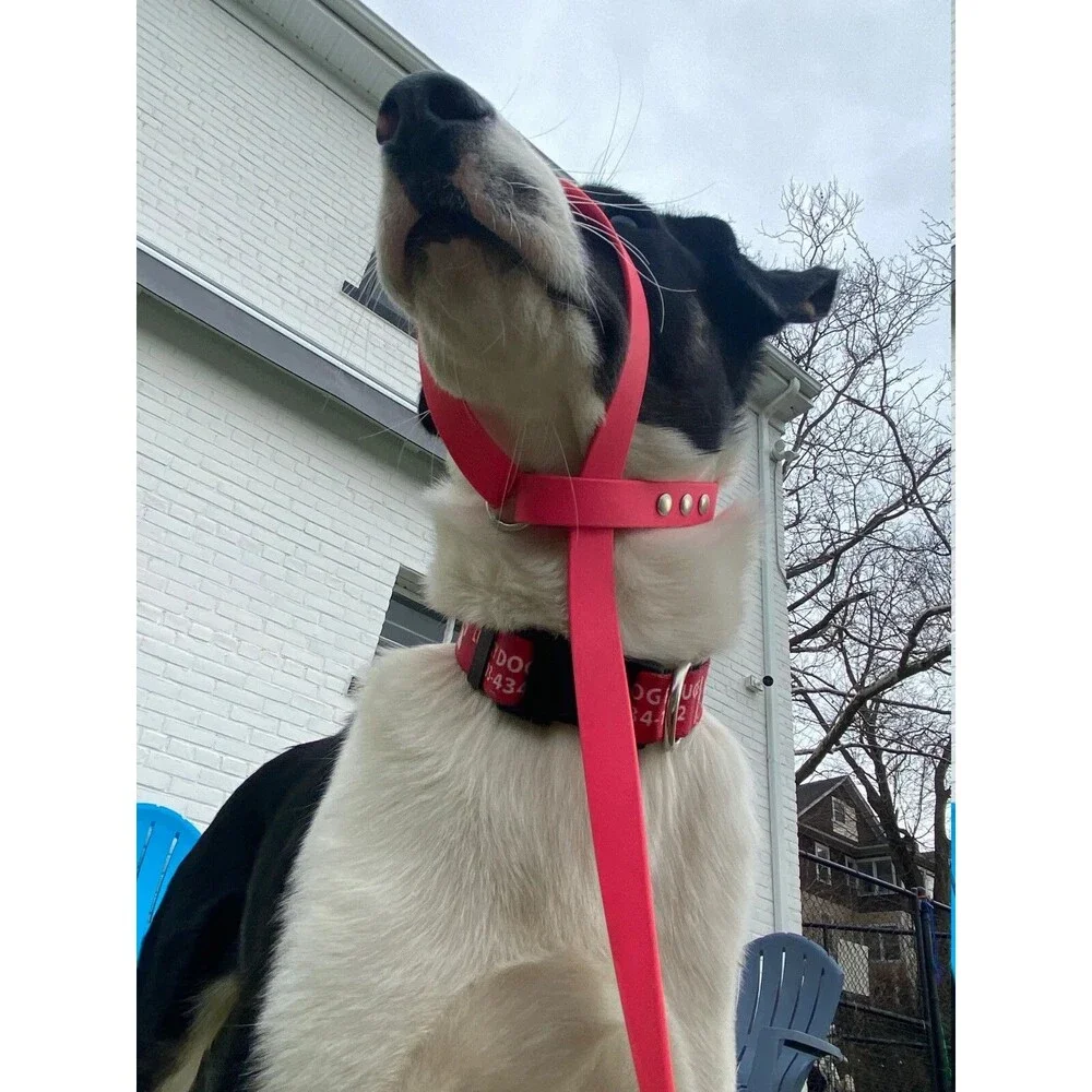 6’ Biothane Convertible Slip Dog Leash No Pull Harness or Head Halter 3/4